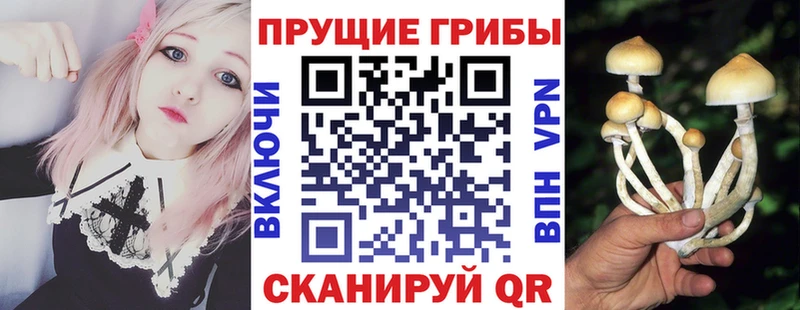 где продают наркотики  ссылка на мегу   Галлюциногенные грибы Cubensis  darknet формула  Кашира 