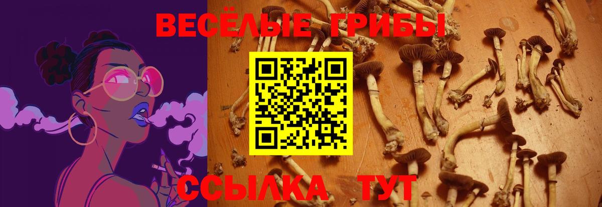 Кашира  Псилоцибиновые грибы Psilocybe  Вход с VPN 